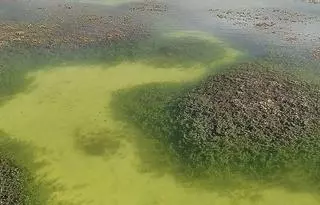 El caudal del Xúquer permite a l’Albufera recobrar la transparencia de hace 50 años