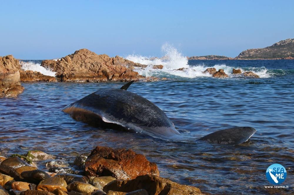 Hallan muerta una ballena embarazada con 22 kilos de plástico en su estómago
