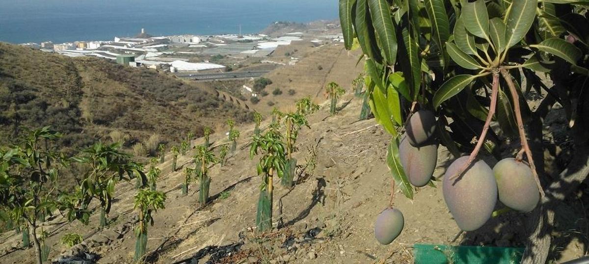 Plantación de mangos en la Axarquía.