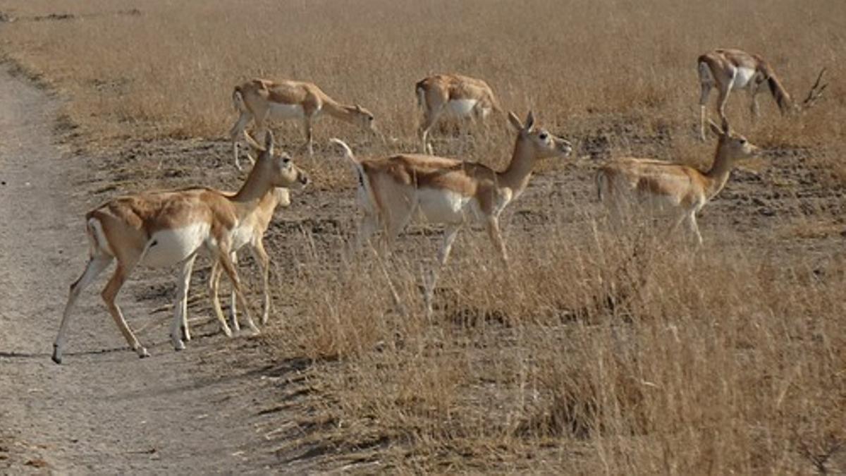 Animales en peligro de extinción