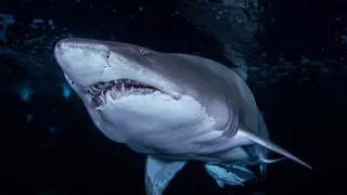 El Halloween más terrorífico entre tiburones en València