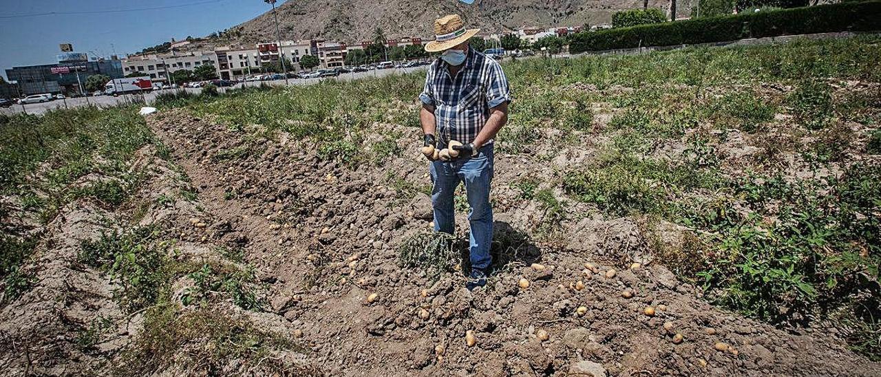 Una parcela de Orihuela cultivada con patatas que se encuentra a medio arrancar por los bajos precios que se pagan por ellas.