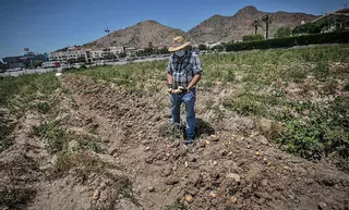 Agricultores arrancan cultivos de patata y cebolla al tener que vender a pérdidas