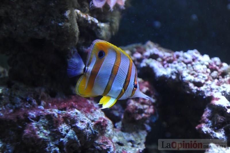 El acuario de la UMU albergará las especies emblemáticas del Mar Menor