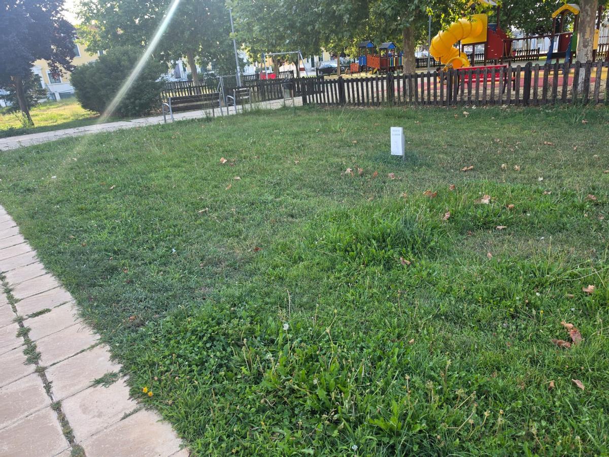 Parques y jardines del barrio siglo XXI llenos de maleza y sin mantenimiento.