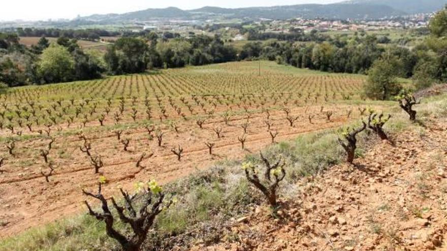 Vinyes a Calonge, a l&#039;Empordà.