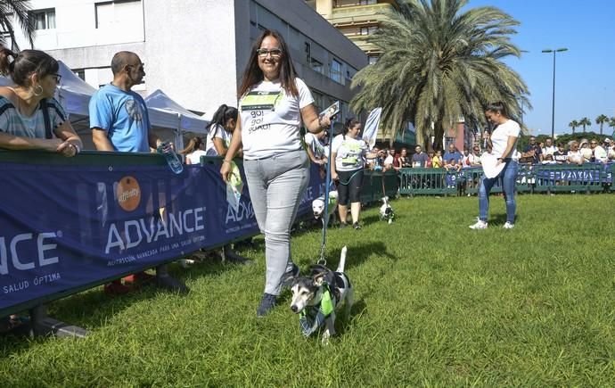 16/12/2018 LAS PALMAS DE GRAN CANARIA. Carrera ...