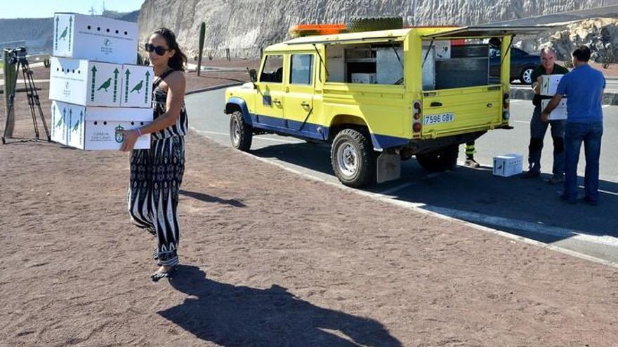 Las pardelas levantan el vuelo en La Laja