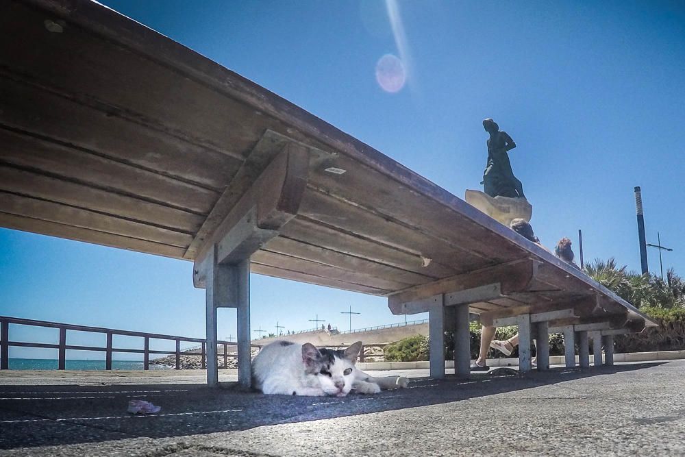 Gatos en Torrevieja