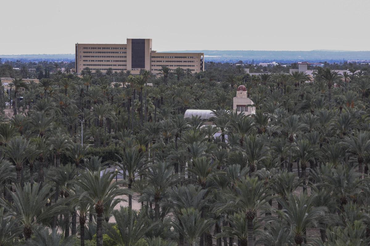 Vista de parte del Palmeral de Elche