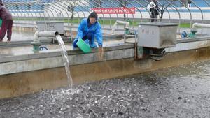 zentauroepp39864926 fotos de piscifactor a en pyongyang para internacional envia170830185437