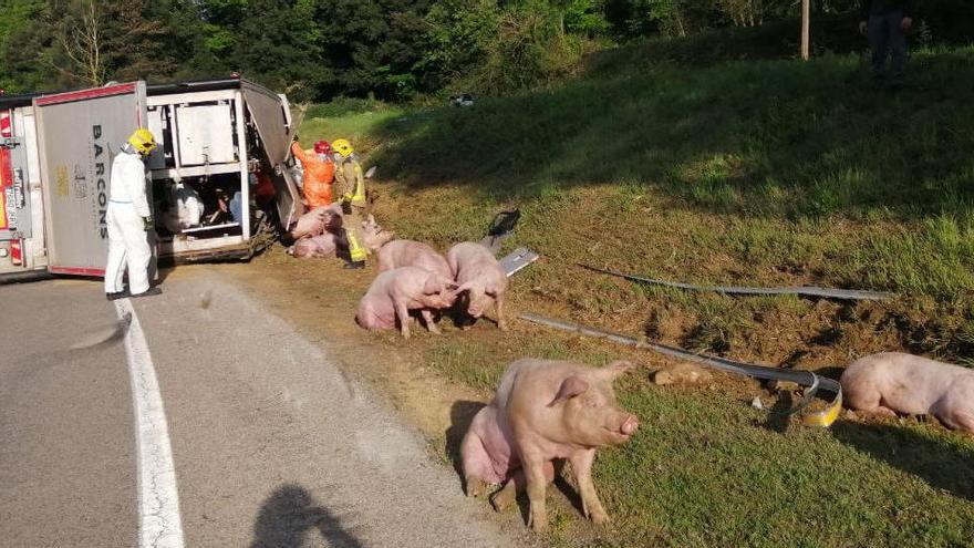 40 porcs moren a l&#039;accident del camió que els transportava