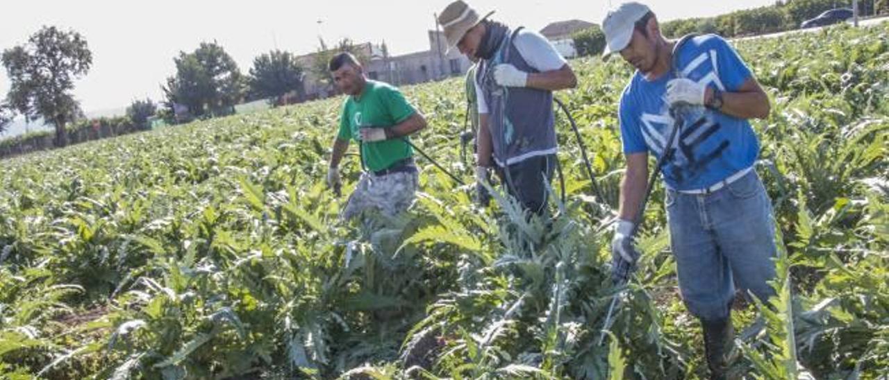 Tres agricultores trabajan en un campo sembrado con alcachofas en la comarca de la Vega Baja.