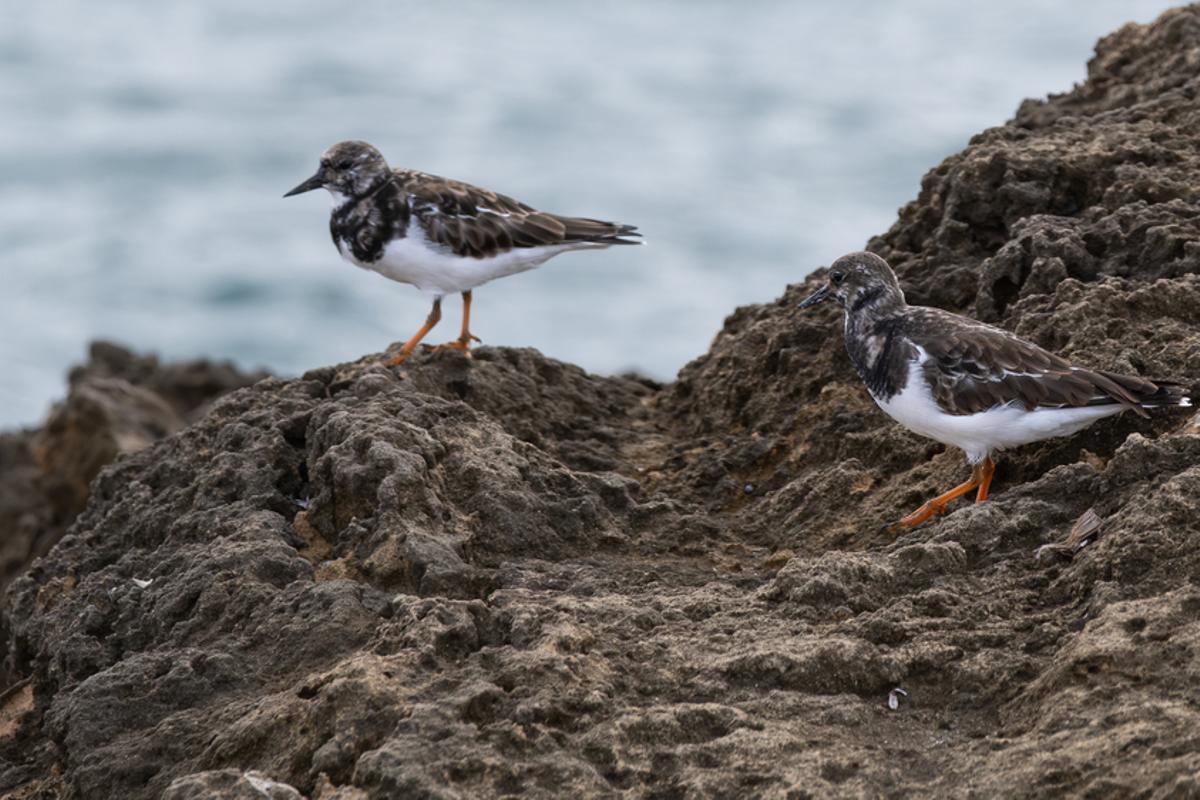 Una pareja de vuelvepiedras busca alimento entre las rocas de es Carnatge