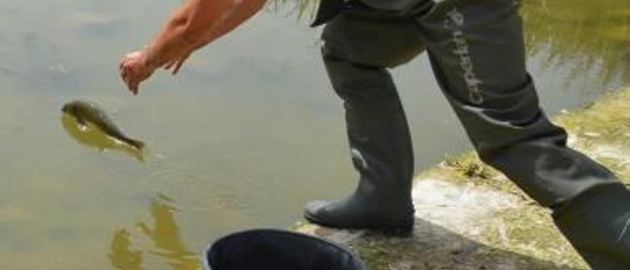 Los ecologistas rescatan los peces  amenazados por     el bajo caudal  del Albaida