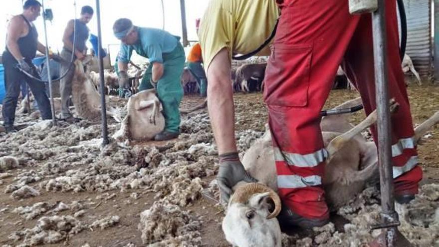 Capturan un pitbull tras atacar a un rebaño y causar heridas graves a una decena de ovejas