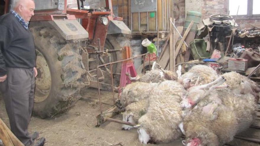 José Antonio Fernández Tamargo, padre de Luis Miguel Fernández, contempla los animales muertos en la cuadra de la casa familiar de Rañeces, en Grado.