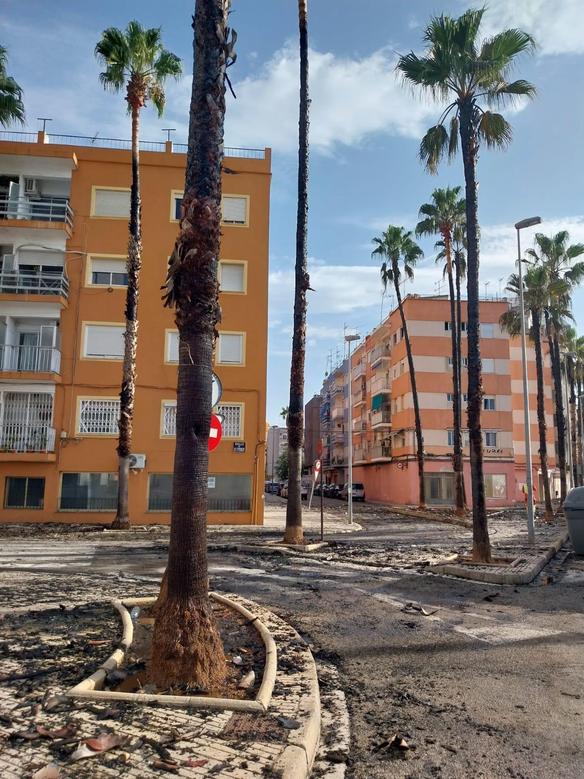 Palmeras calcinadas al otro lado del solar donde se ha originado el incendio.