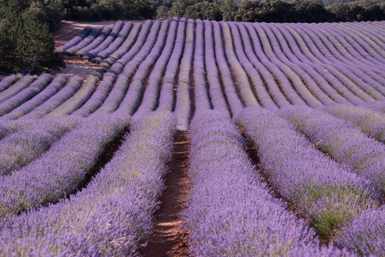 Imagen de campos de lavanda de Guadalajara, España.