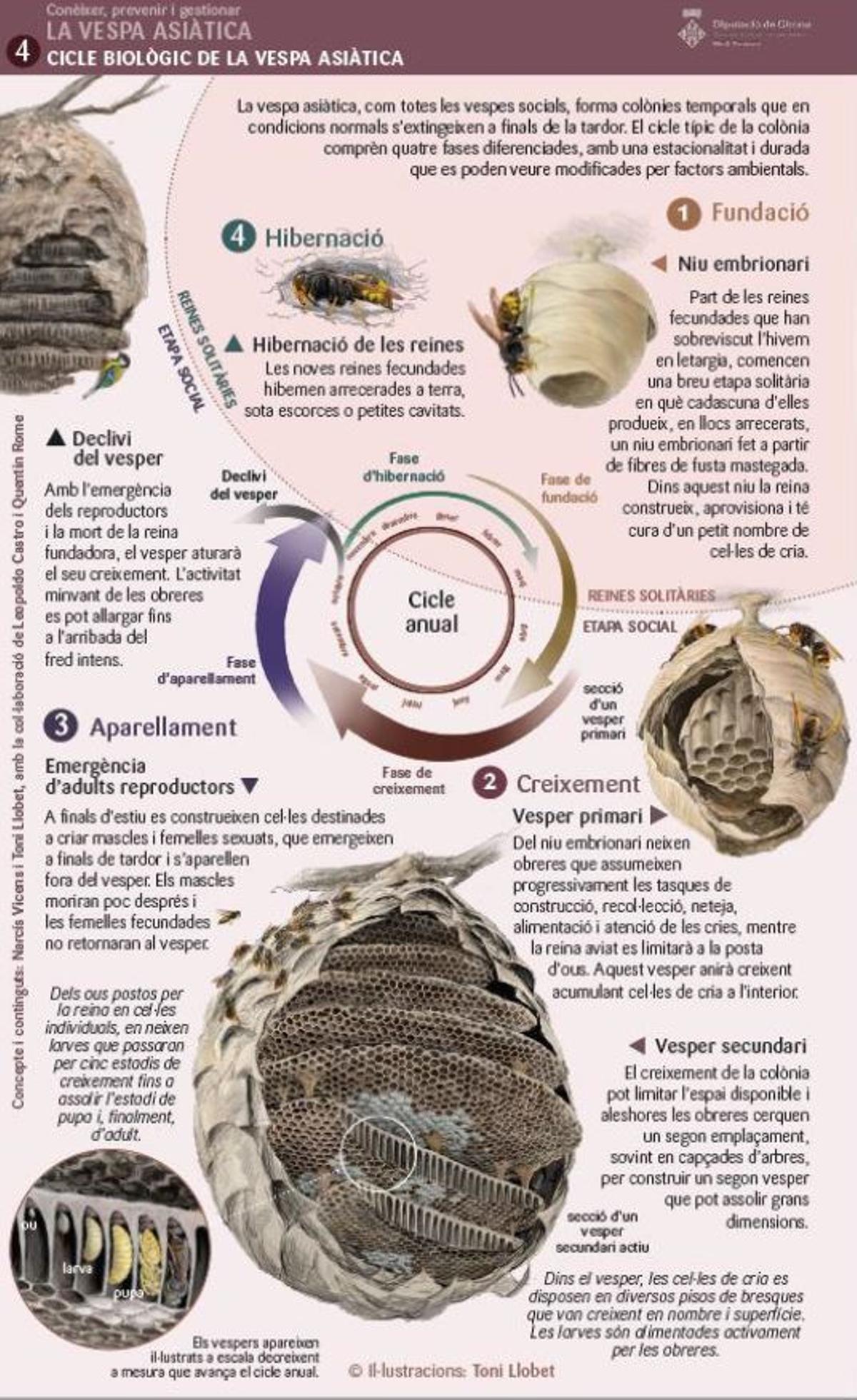Explicació sobre el cicle biològic