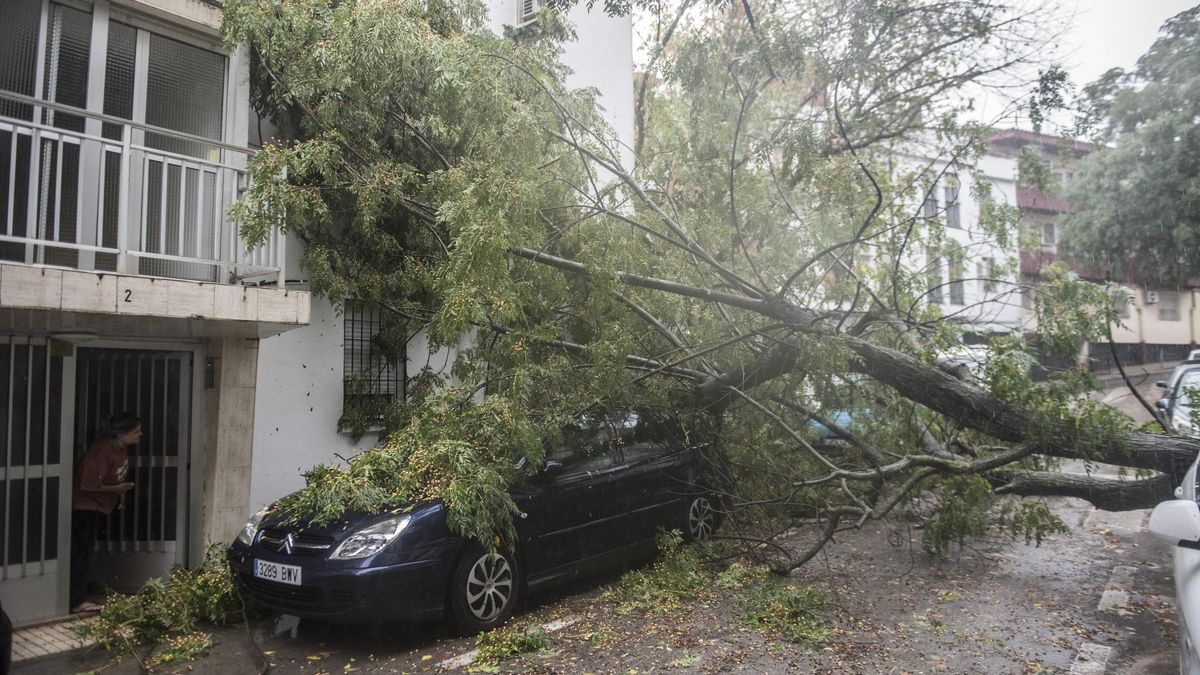 Fotogalería | Así afecta el temporal de lluvia y viento en Cáceres | Calle Coria