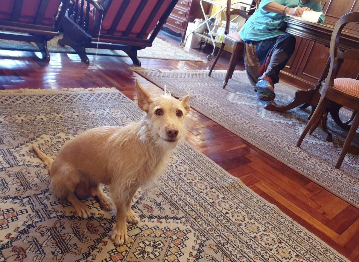 Augmenten les donacions d’habitatge condicionades a la cura d’animals