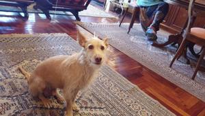 Augmenten les donacions d’habitatge condicionades a la cura d’animals