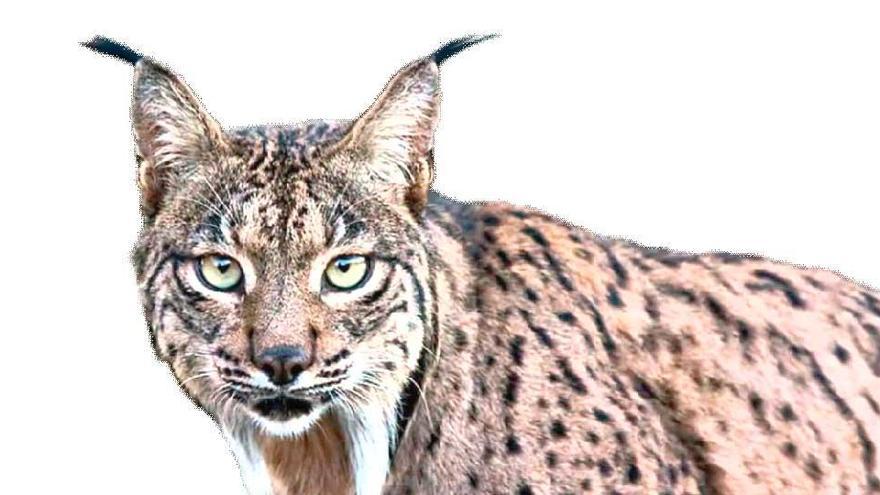 La Región de Murcia pasa a ser tierra del lince