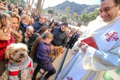 Celebración de San Antón en Orihuela