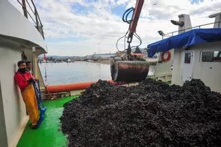 Galicia, con 255.000 toneladas de mejillón, en 2019, se reafirma como potencia acuícola mundial