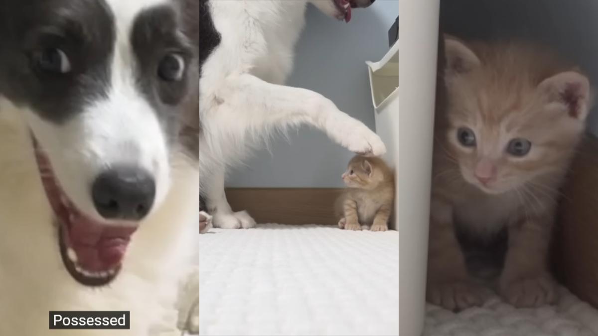 Border Collie con un gato rescatado