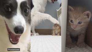 Border Collie con un gato rescatado