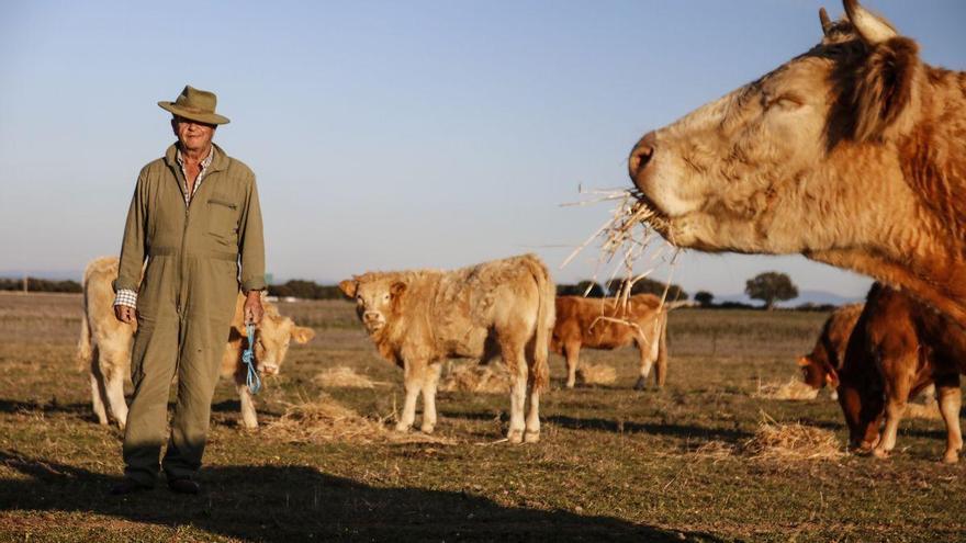 UPA-UCE calcula en 16 millones de euros las pérdidas por el virus EHE en Extremadura