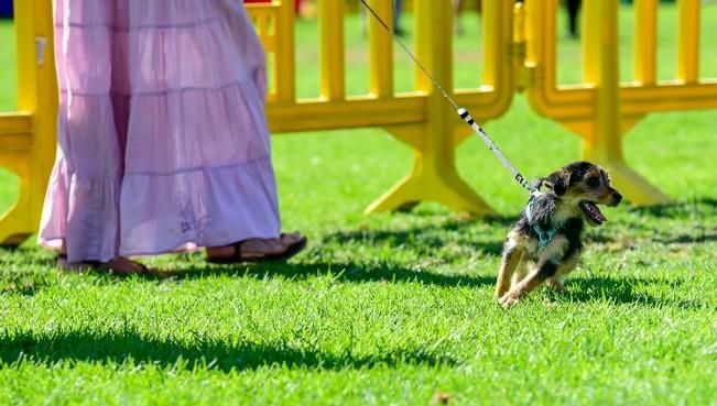 10/12/2016 MASPALOMAS. Feria de Mascotas Maspalomas 2016.Foto: SABRINA CEBALLOS