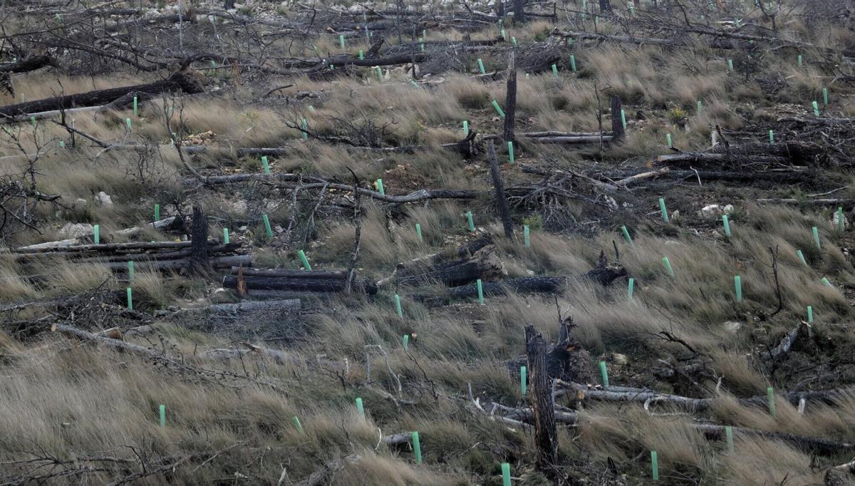 La iniciativa está promovida por la Fundación Desert Leaves, en colaboración con el Ayuntamiento de Fuente La Reina, y cuenta actualmente con el apoyo de una campaña solidaria impulsada por Verdecora a través de la plataforma Worldcoo.
