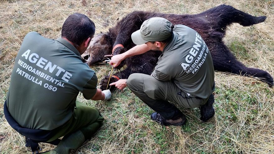 Investigan la muerte en Asturias de un oso hallado con un lazo y signos de violencia