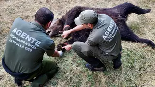 El Principado denuncia un nuevo caso de furtivismo en Degaña: el oso apareció con un lazo y signos de violencia