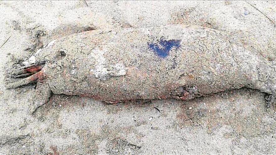 Una cría de delfín aparece muerta en vinaròs