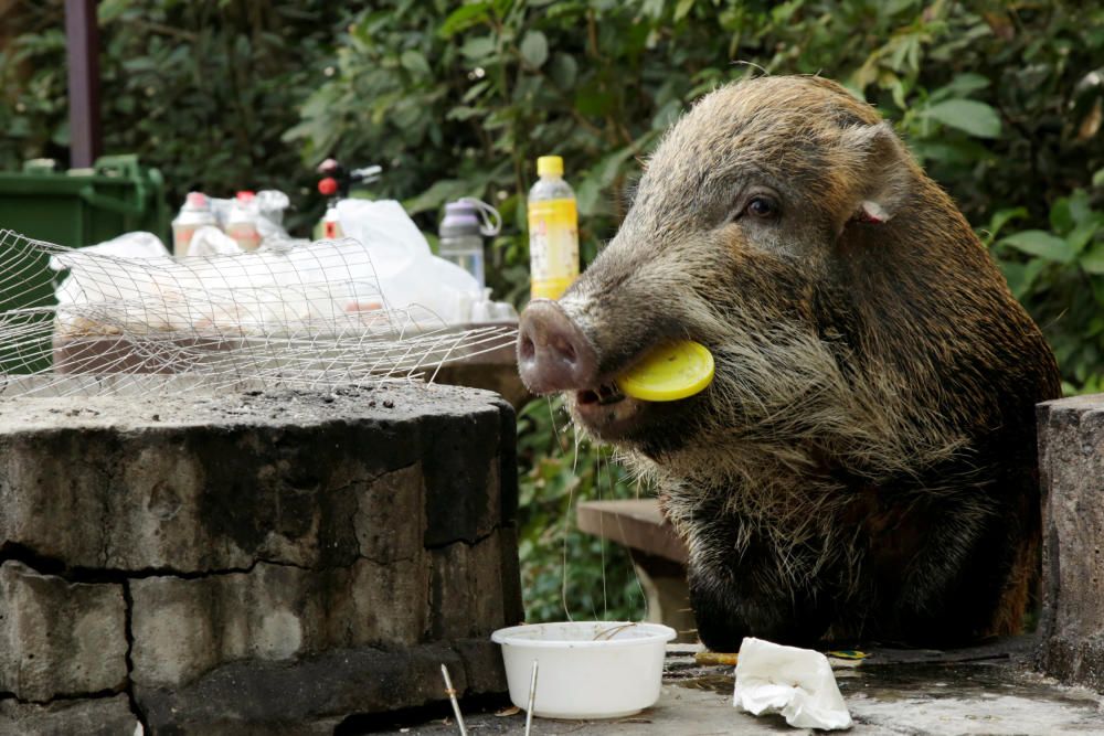 Wild boar eats leftovers from a barbecue pit at ...