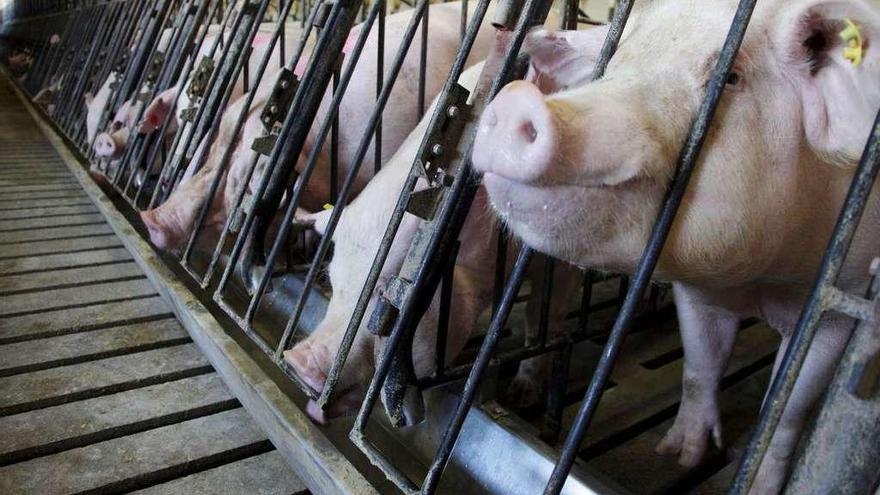 Cerdos en una granja esperan ansiosos la comida.