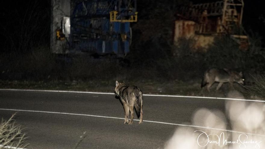 Una manada de lobos custodia la carretera de Sanabria a Galicia