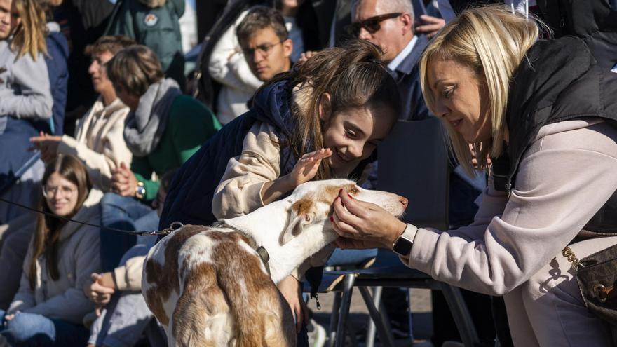 Catorce perros del Desfile AUPA-BIOPARC tendrán una feliz Navidad en su nuevo hogar