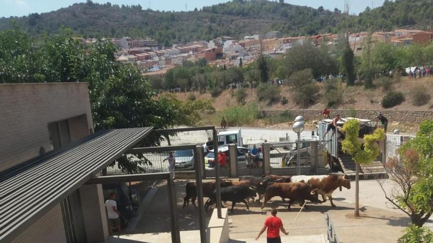 Susto en la Vall d´Uixó al escapar 8 toros