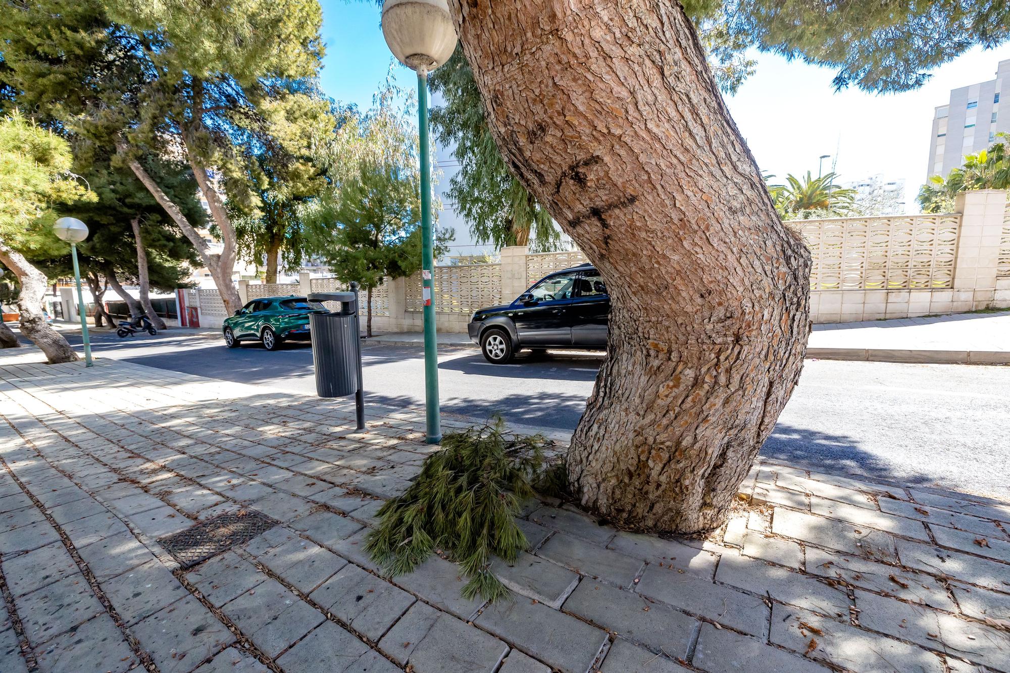 Un bosque invade una calle de la Playa de San Juan