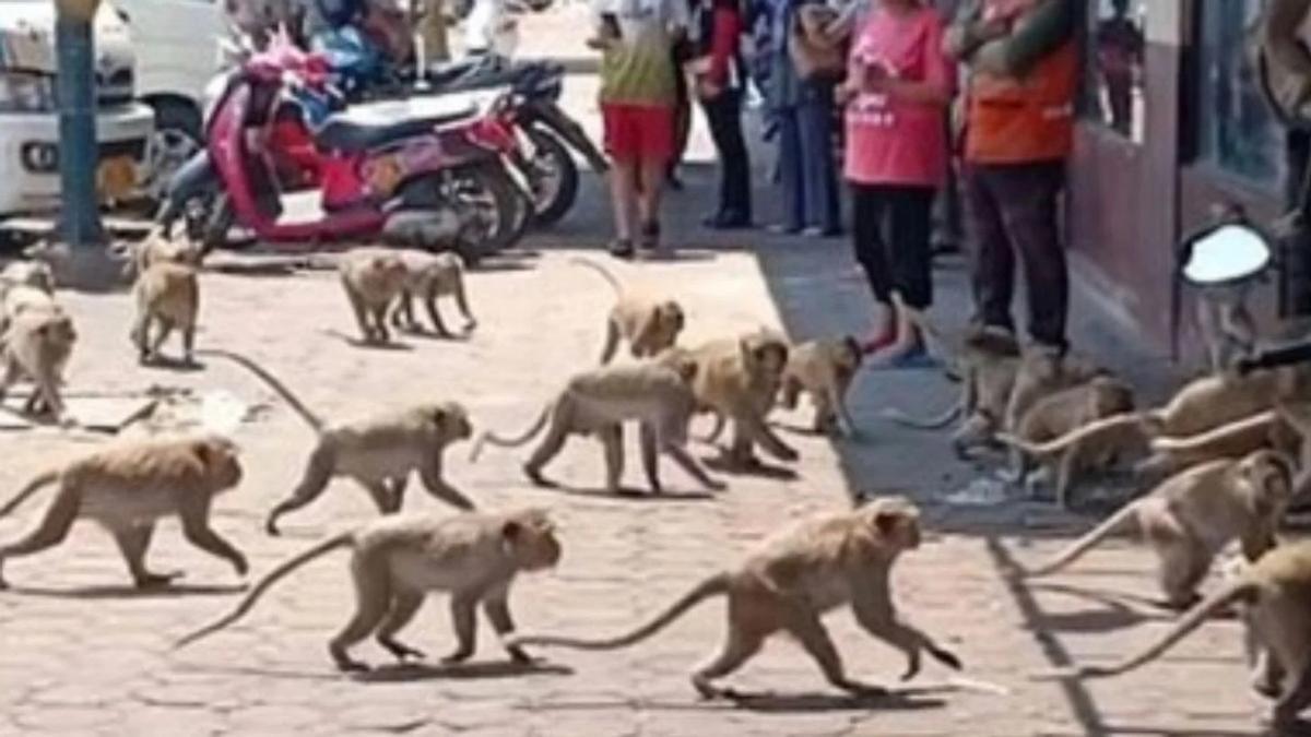 Monkeys roam the streets peacefully