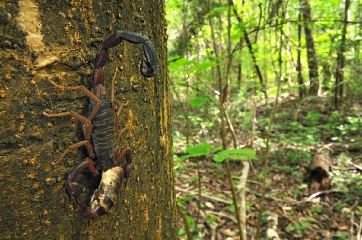 Escorpión cazando a su presa en el Parque Nacional de Ankarana.