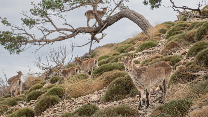 Varias cabras montesas, la fauna de un paraje privilegiado en Castellón