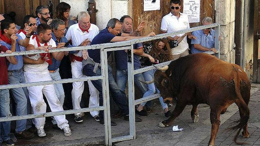 Muere un hombre corneado en el corazón por un novillo en el primer encierro de Cuéllar