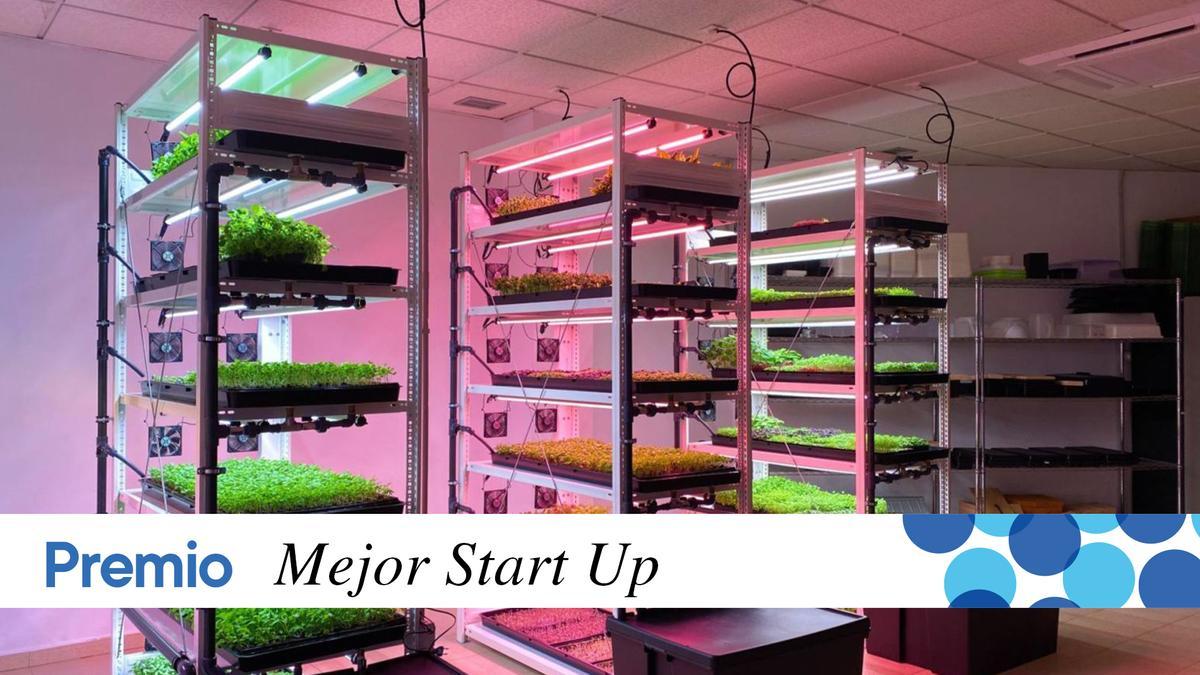 Hidroponía y vertical farming: cultivos del futuro, en la ciudad