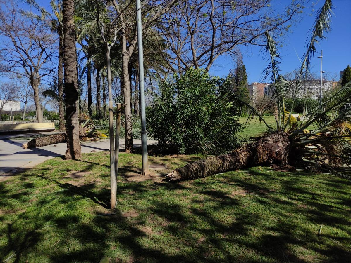 Palmeras caídas en el Parque Rafalafena de Castelló.